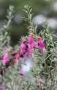 Pink flowers of the drought hardy Australian native Warty Fuchsia Bush, Eremophila latrobei, from the figwort family Scrophulariac