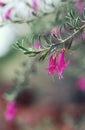 Pink flowers of the drought hardy Australian native Warty Fuchsia Bush, Eremophila latrobei