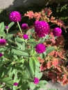 Pink flowers in the early spring with slightly unfocused background. High quality photo Royalty Free Stock Photo