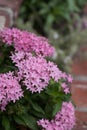 Pink flowers on an Egyptian starcluster Pentas lanceolata