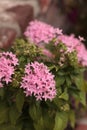 Pink flowers on an Egyptian starcluster Pentas lanceolata