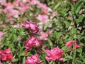 Pink Flowers