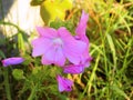 Pink Flowers In English Country Garden Royalty Free Stock Photo