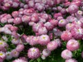 Pink flowers, English Daisy, Bellis perennis pomponette, daisy bloom, AKA Bellis Daisies, flowers garden, selective focus, close