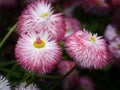 Pink flowers, English Daisy, Bellis perennis pomponette, daisy bloom, AKA Bellis Daisies, flowers garden, selective focus, close Royalty Free Stock Photo