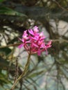 Pink flowers of a Epidendrum secundum