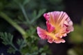 Pink flowers of escholtia is a genus of plants in the poppy family papaveraceae close - up Royalty Free Stock Photo