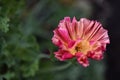 Pink flowers of escholtia is a genus of plants in the poppy family papaveraceae close - up Royalty Free Stock Photo