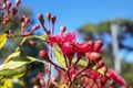 Hot pink Australian eucalyptus flowers.