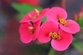 Pink flowers of Euphorbia Milii