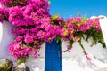 Pink flowers on the facade of the house. Santorini island, Greece Royalty Free Stock Photo