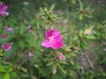 Pink flowers