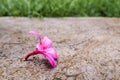 Pink flowers fall on concrete floor Royalty Free Stock Photo