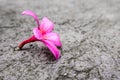 Pink flowers fall on concrete floor Royalty Free Stock Photo