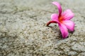 Pink flowers fall on concrete floor Royalty Free Stock Photo