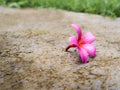 Pink flowers fall on concrete floor Royalty Free Stock Photo