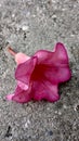 Pink flowers fall on the floor of the house Royalty Free Stock Photo