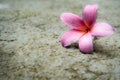 Pink flowers fall onto concrete floor Royalty Free Stock Photo