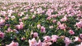 Pink flowers fallen on green grass floor in spring season Royalty Free Stock Photo