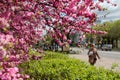 Pink flowers of far eastern almonds on a sunny city street