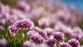 Pink Flowers Field in Bloom Royalty Free Stock Photo