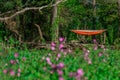 Pink flowers on field and hammock in forest