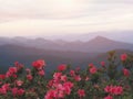 Pink flowers field over foggy mountain background Royalty Free Stock Photo