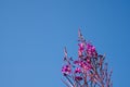 Pink flowers of fireweed against the blue sky. Ivan tea for medicine, copy space