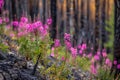 Pink flowers fireweed resiliently blooming in a post-wildfire landscape, a symbol of hope and regeneration amidst