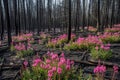 Pink flowers fireweed resiliently blooming in a post-wildfire landscape, a symbol of hope and regeneration amidst