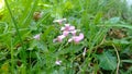 Pink flowers