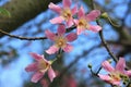 pink flowers of Floss-silk Tree or Silk floss Tree