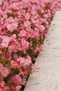 Pink flowers, flower bed material