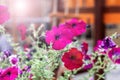 Pink flowers in a flowerbed close up Royalty Free Stock Photo