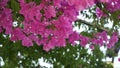 beatiful pink flowers in focus