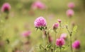 Pink flowers fragrant clover grow in the field, illuminated by the light of the morning sun. Summer idyll. Happiness