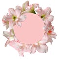 Pink flowers frame circle Beauty Barbados lily isolated on white