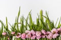 Pink flowers on fresh green grass isolated on white background Royalty Free Stock Photo