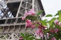 Pink Flowers in front of the Eiffel Tower Royalty Free Stock Photo