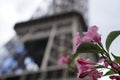 Pink flowers in front of The Eiffel Tower Royalty Free Stock Photo