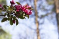 Pink flowers, fruit tree spring blossom background.