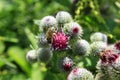 Pink flowers, fruits of burdock, agrimony in summer Royalty Free Stock Photo