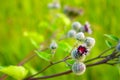 Pink flowers, fruits of burdock, agrimony in summer closeup Royalty Free Stock Photo