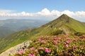 Pink flowers at full bloom / pyramid shaped mountains