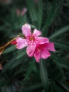 The pink flowers are full of raindrops . Pink flowers wallpaper Royalty Free Stock Photo