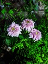 Pink flowers garden Royalty Free Stock Photo