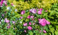 The last flowers of autumn.Autumn nature. tilt shift effect. tilt shift effect