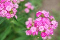 Pink flowers of garden carnation close-up. Beautiful summer background Royalty Free Stock Photo