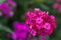 Pink flowers of garden carnation close-up. Beautiful summer background Royalty Free Stock Photo