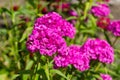 Pink flowers of garden carnation plant Royalty Free Stock Photo